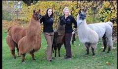therapy llamas visit nursing homes and hospitals
